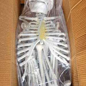 Human Skeleton Model 5 feet Long Fiber
