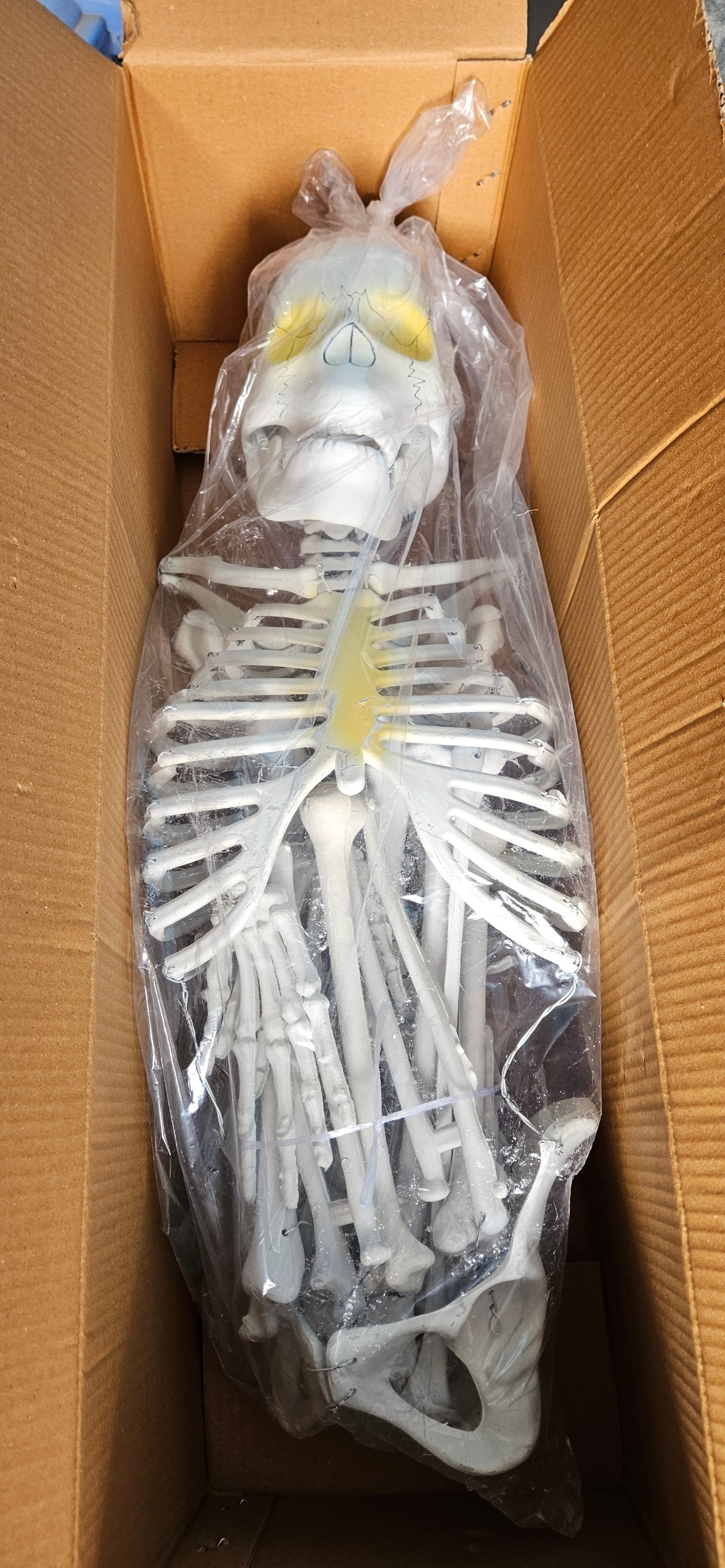 Human Skeleton Model 5 feet Long Fiber