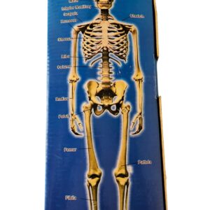 Human Skeleton Model 12 inch Long