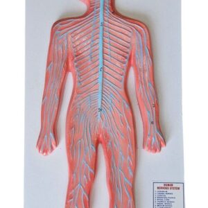 Human Nervous System On Board 10 x 22" Superier Quality
