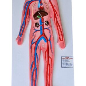 Human Excretory System On Board 10 x 22" Superier Quality
