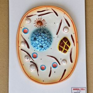Animal Cell On Board 10 x 14" Superier Quality