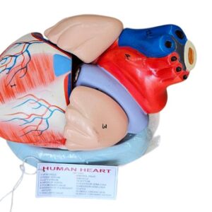 Jumbo Human Heart On base 4 Part Dissetible Magnatic Superier Quality