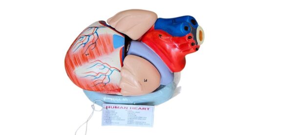 Jumbo Human Heart On base 4 Part Dissetible Magnatic Superier Quality