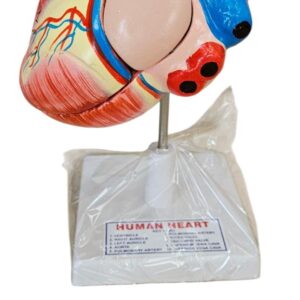 Human Heart On Stand 4 Part Disscetible Superier Quality