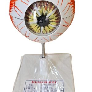 Human Eye On Stand Superier Quality