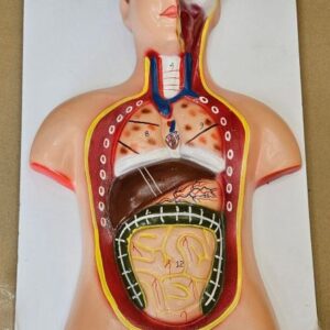 Human Body On Board On Board 12 x 20" Superier Quality