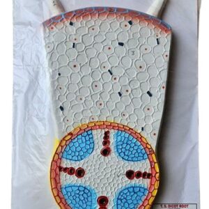 Dicot Root Model 14 x 10" Superier Qualityy