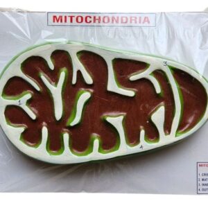 Mitochondria Model on Board 13x 10" Superier Quality