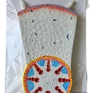 Monocot Root Model 14 x 10" Superier Quality