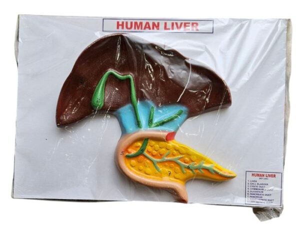 Human Liver On Board 14 x 10" Superier Quality