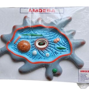 Amoeba On Board 10 x 14" Superier Quality