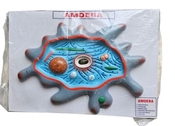 Amoeba On Board 10 x 14" Superier Quality