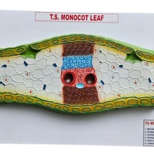 Monocot Leaf Model 14 x 10" Superier Quality