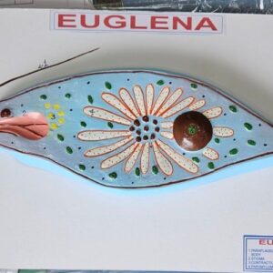 Euglene Model On Board 10 x 14" Superier Quality