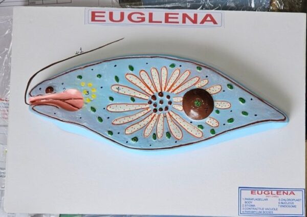 Euglene Model On Board 10 x 14" Superier Quality