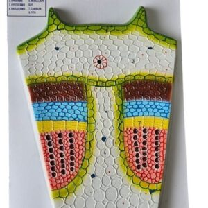 Dicot Stem Model 14 x 10" Superier Quality