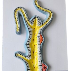 Hydra Model On Board 10 x 14" Superier Quality