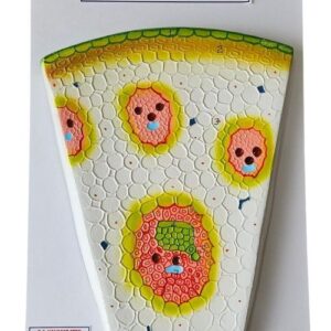 Monocot Stem Model 14 x 10" Superier Quality