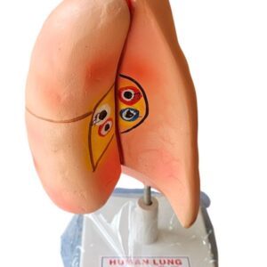 Human Lungs On Stand Superier Quality