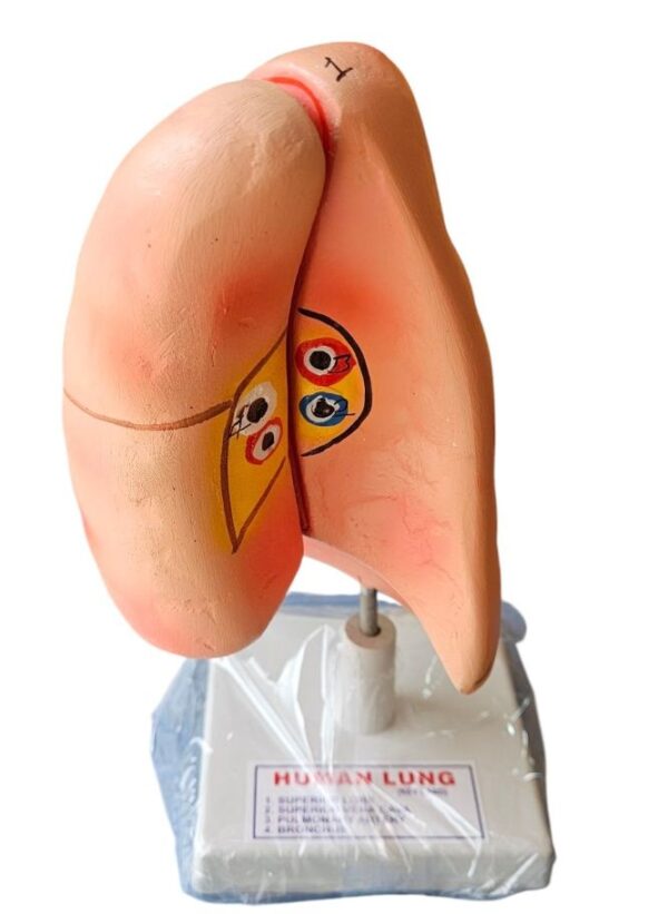 Human Lungs On Stand Superier Quality