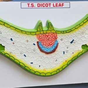 Dicot Leaf Model 16 x 10" Superier Quality