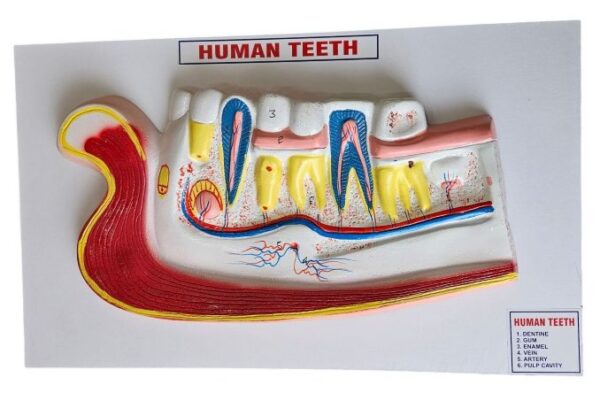 Human Teeth On Board On Board 14 x 10" Superier Quality