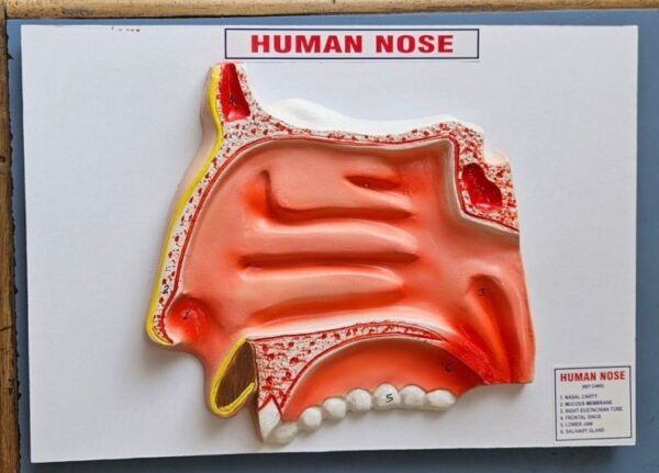 Human Nose On Board 14 x 10" Superier Quality