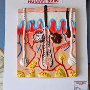Human Skin On Board 12x14" Superier Quality