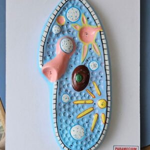 Paramecium Model On Board 10 x 14" Superier Quality
