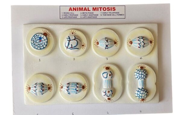 Mitosis On Board 10 x 22" Superier Quality