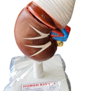 Human Kidney On Stand Superier Quality