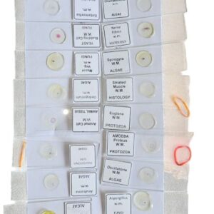 25PCS Biology Glass Prepared Microscope Slide Prepared Slide (Pack Of 25 Pc)