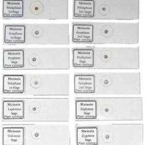 Meiosis Permanent Slide 1 Set (Pack Of 12Pc) Biology