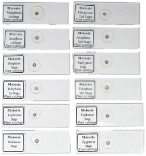 Meiosis Permanent Slide 1 Set (Pack Of 12Pc) Biology