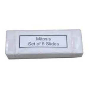 Mitosis Permanent Slide 1 Set (Pack Of 5 Pc) Biology