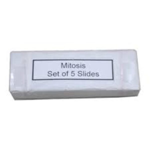 Mitosis Permanent Slide 1 Set (Pack Of 5 Pc) Biology