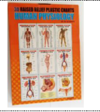Human Physiology Charts (Set Of 10) Size 30cmx42cm 3D Embossed
