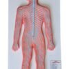 Human Nervous System On Board 10 x 22" Superier Quality
