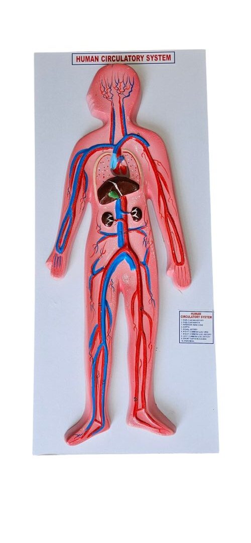Human Excretory System On Board 10 x 22" Superier Quality
