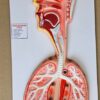 Human Respiratory System On Board 10x 20" Superier Quality