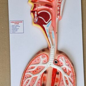 Human Respiratory System On Board 10x 20" Superier Quality