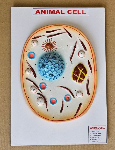 Animal Cell On Board 10 x 14" Superier Quality