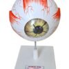 Giant Human Eye 6"Dia & 5 Times Enlarge Model Superier Quality