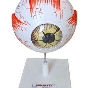 Giant Human Eye 6"Dia & 5 Times Enlarge Model Superier Quality