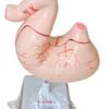Human Stomach On Stand Superier Quality