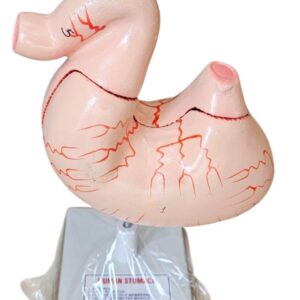 Human Stomach On Stand Superier Quality