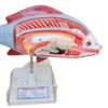 Fish Anatomy Model On Stand Superier Quality