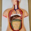 Human Body On Board On Board 12 x 20" Superier Quality