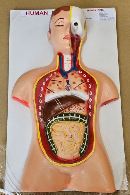 Human Body On Board On Board 12 x 20" Superier Quality